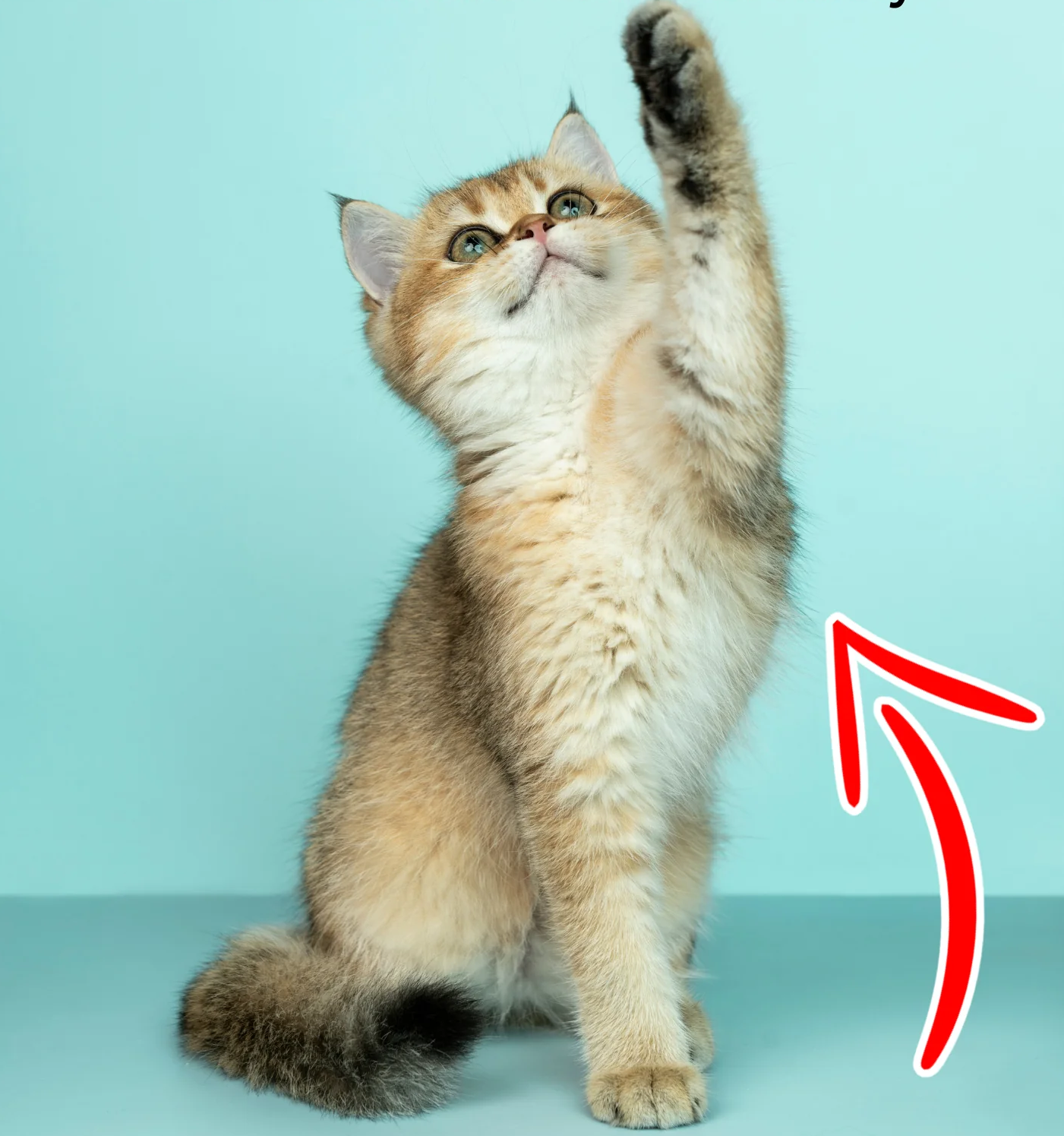 New cat anxiety guide cover