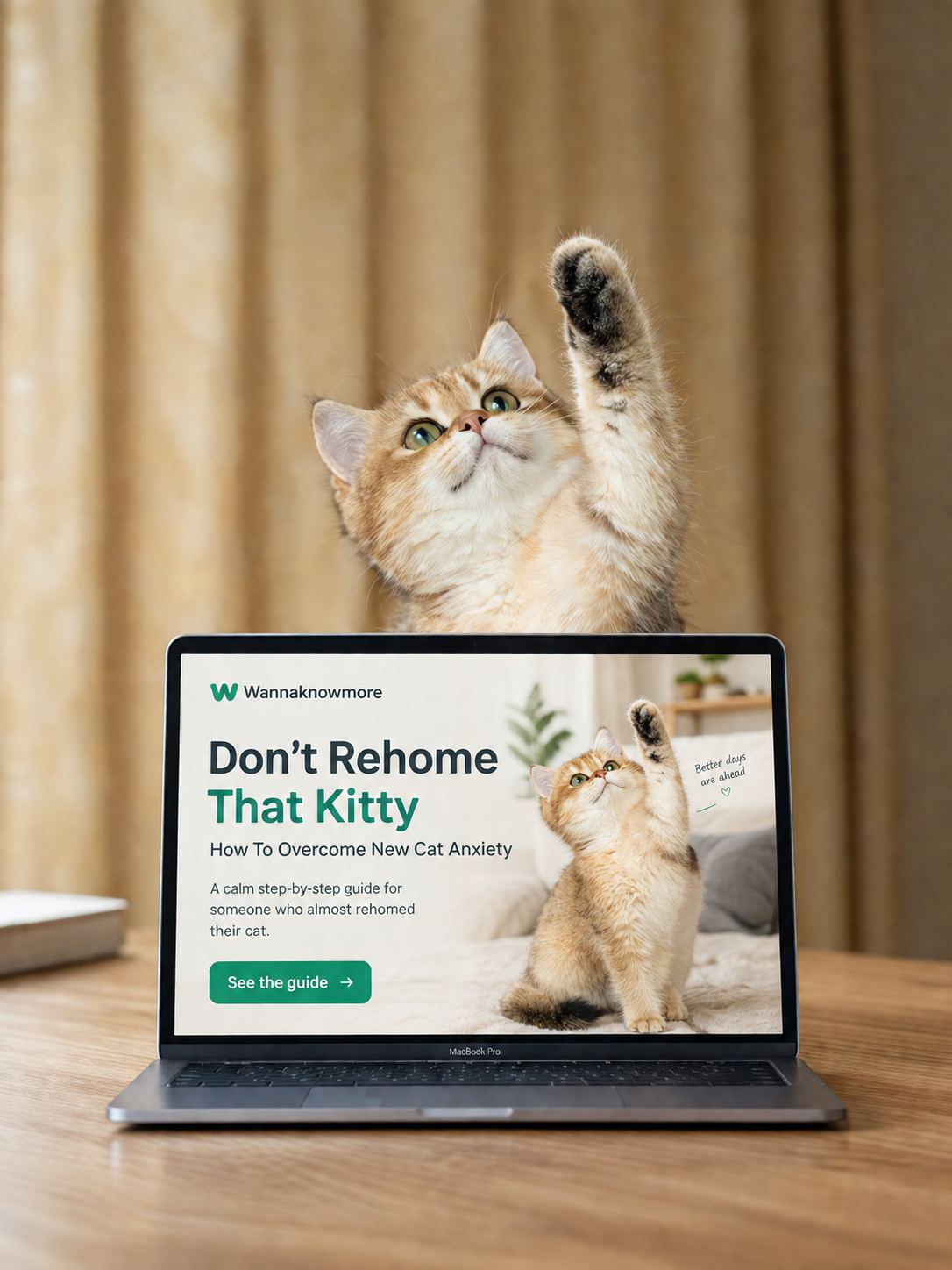 Cat looking up at a laptop showing the Don't Rehome That Kitty guide